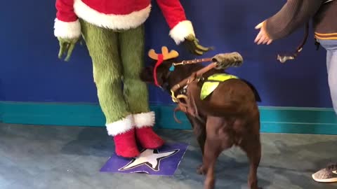 Service dog meets his favorite Christmas character