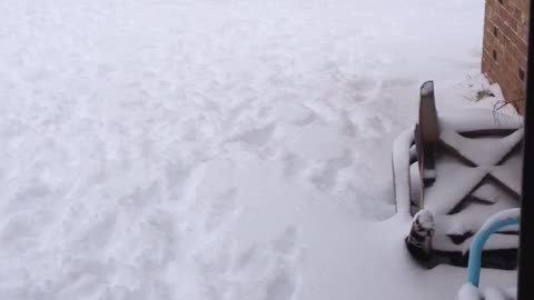 Dogs running around in snow