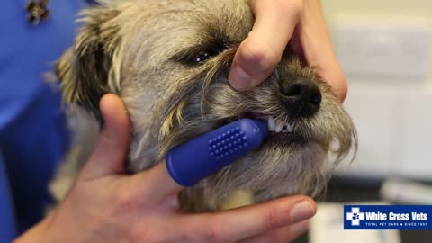 White Cross Vets: How to brush your dogs teeth