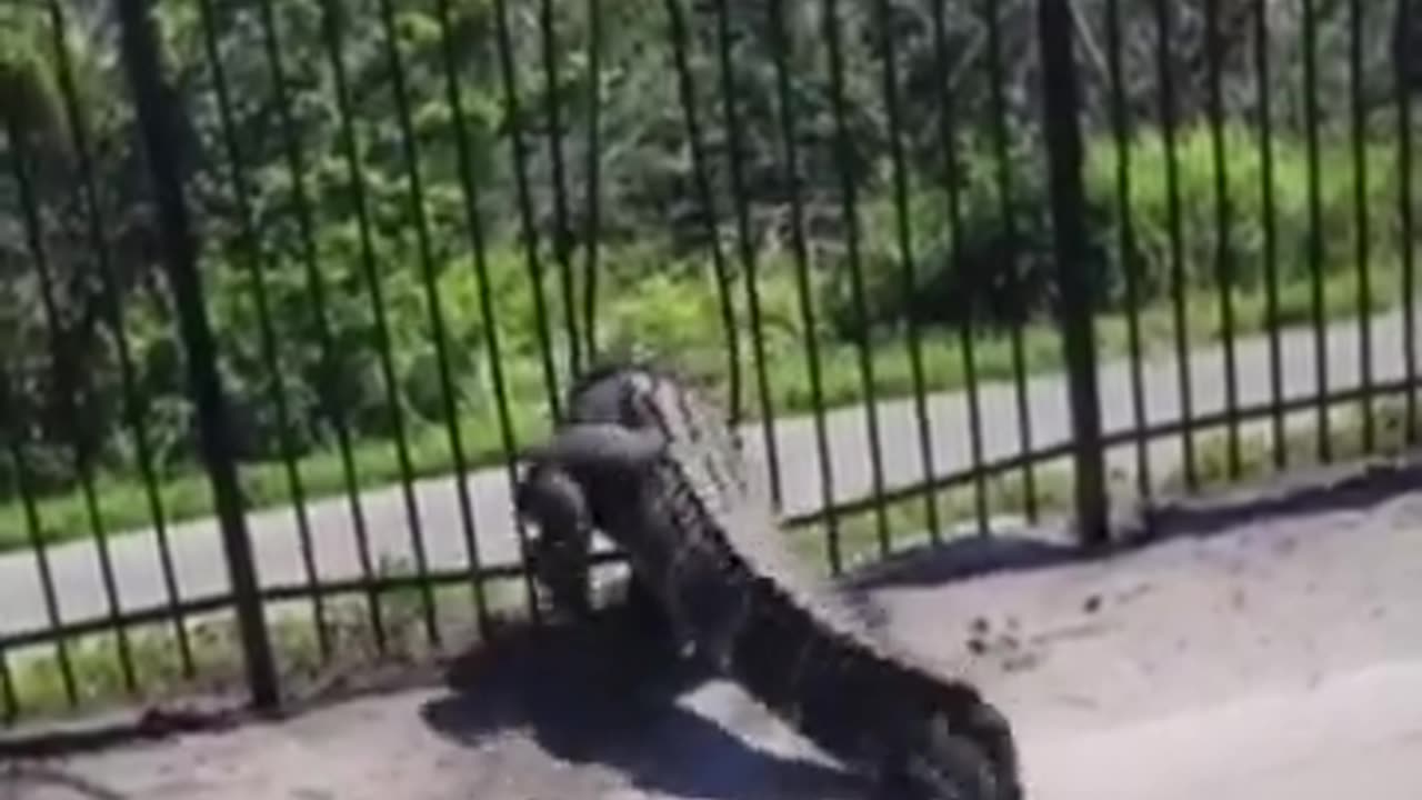 ALLIGATOR BENDS METAL FENCE WHILE FORCING WAY THROUGH AT A GOLF COURSE IN CHARLOTTE COUNTY FLORIDA