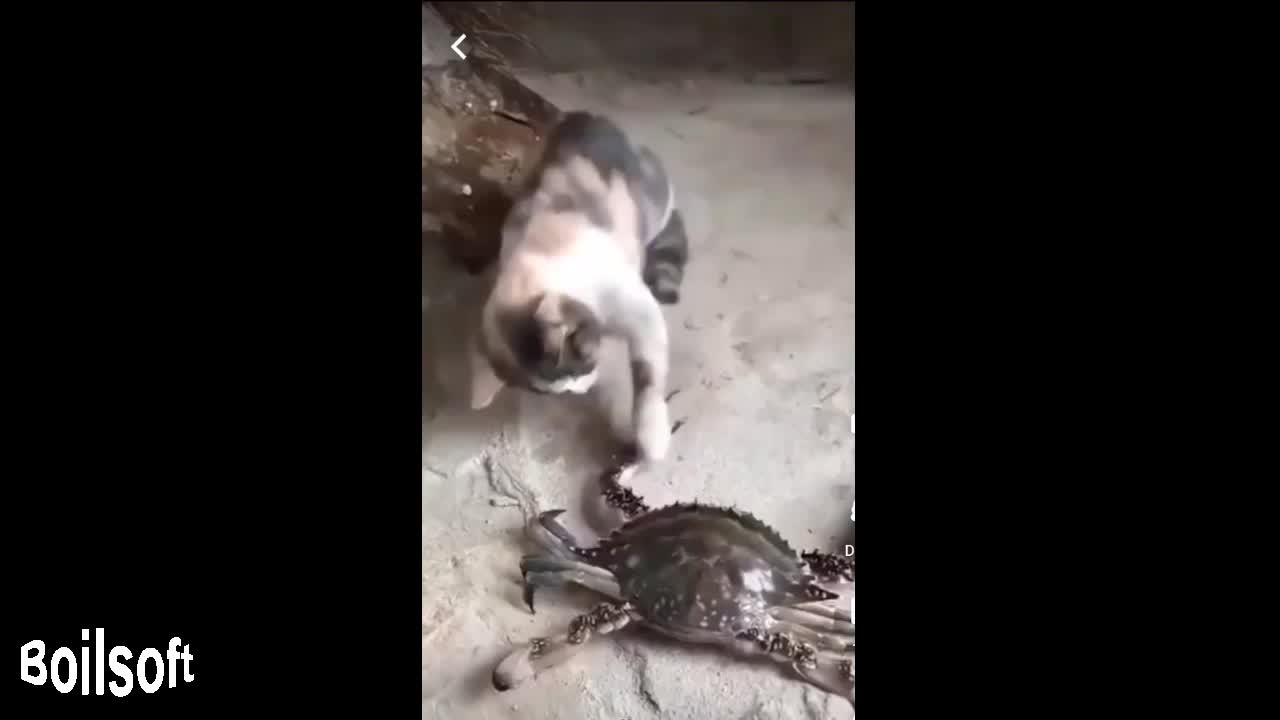 The difference between a brave cat and a shy cat🤣