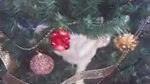 Kitten climbed on Christmas tree 2021