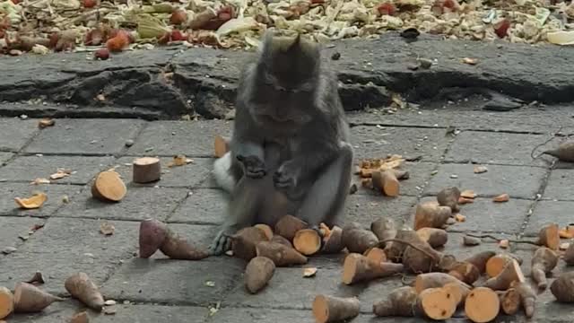 A monkey eating in front of a rich diet.