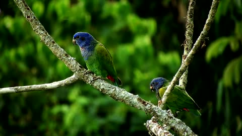 Blue parrot