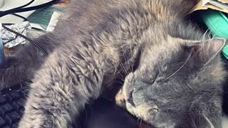 Cute vid