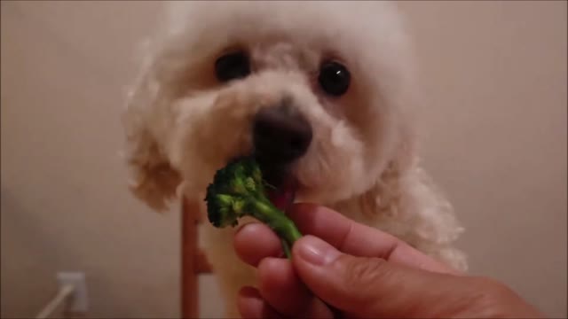 cute puppy eating broccoli