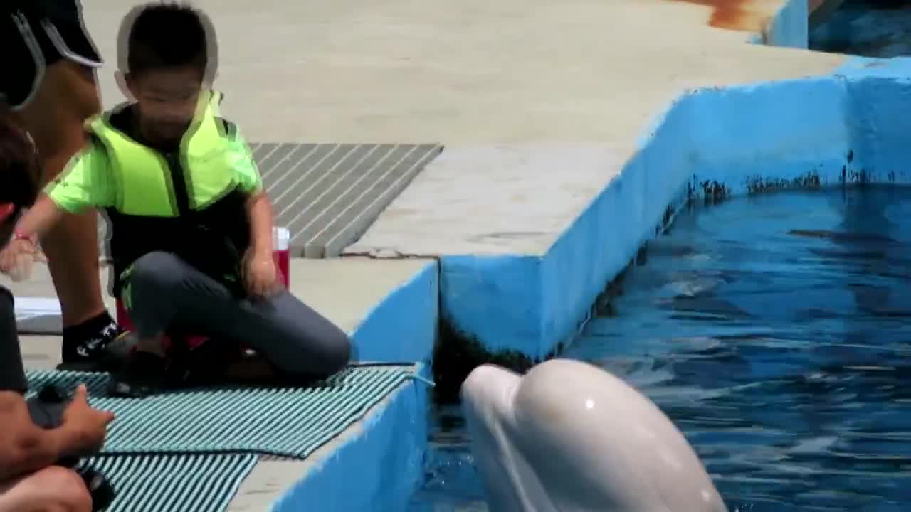 beluga whales kisses the kids video