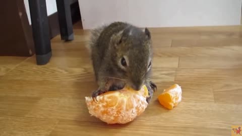 Deep look into the nature . The squirrel tastes orange .