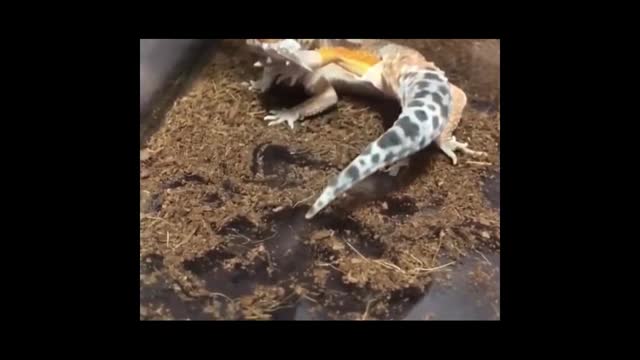 strange turtle