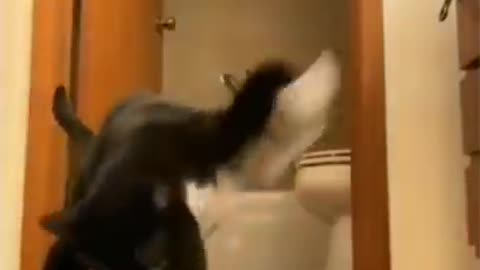 Funny cat 😸 video