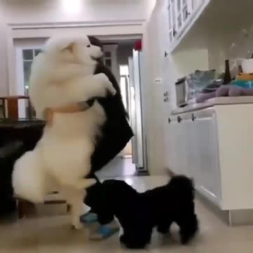 A woman plays with her dogs and pets them with great joy and pleasure