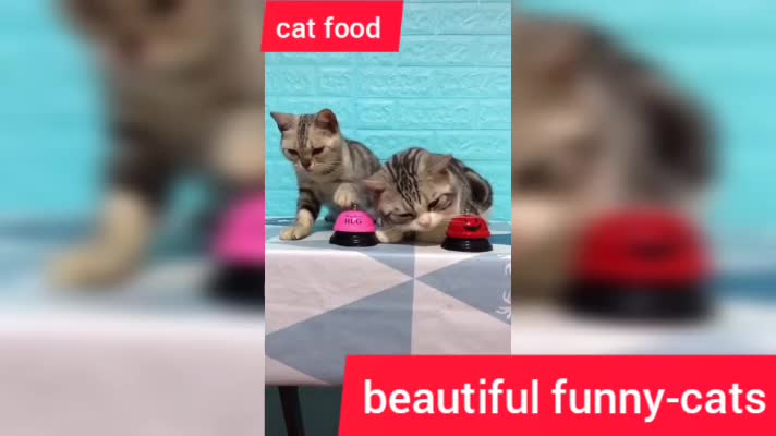 Lovely Cat, black cat, cats, funny cats, funny cat videos