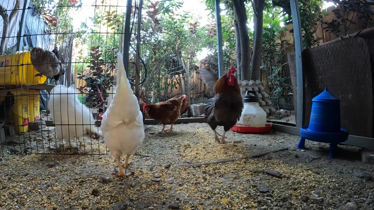 Backyard Chickens Fun Relaxing Video Sounds Noises Hens Clucking Roosters Crowing!