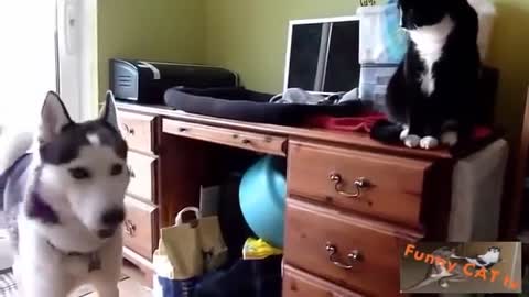 Cats and Dogs Meeting Each other For The First Time Awsome