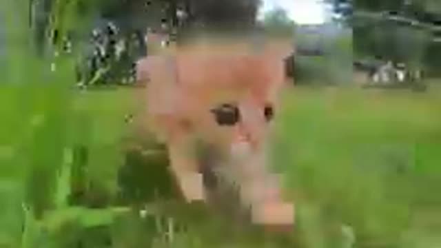 Cute cat meow meow 😍
