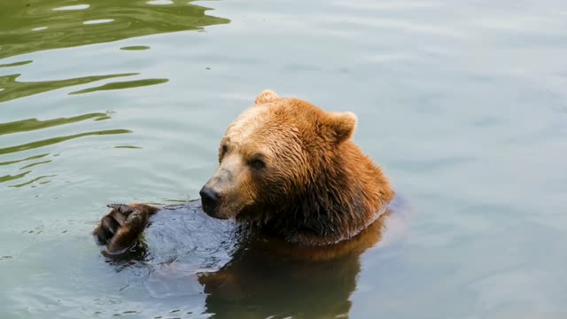 Brown Bear Bathing in Water Lazy Time