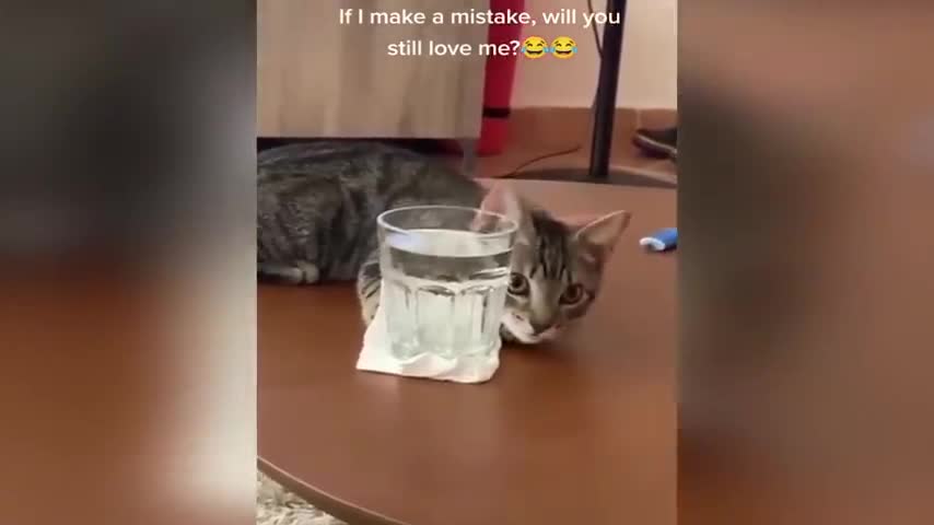 Best Funny Animal Moments 2022