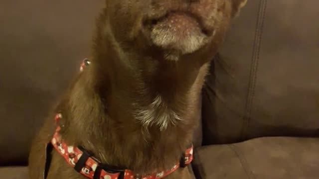 Brown dog staring and standing still on sofa