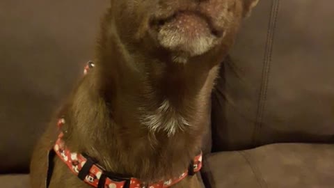 Brown dog staring and standing still on sofa