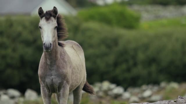 A horse running