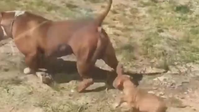 Amazing Pitbull Compilation 2019 😍 Cute Pitbulls In Action: Strong, Fast But Kind-Hearted