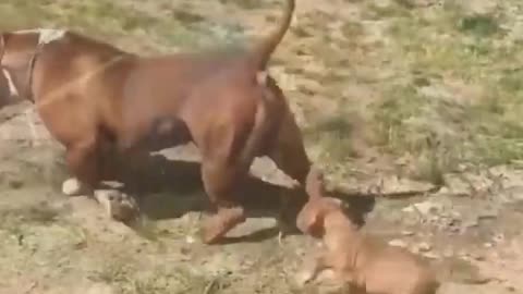 Amazing Pitbull Compilation 2019 😍 Cute Pitbulls In Action: Strong, Fast But Kind-Hearted