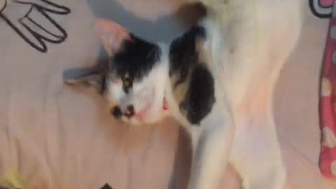 Cat Lies like It's Broken