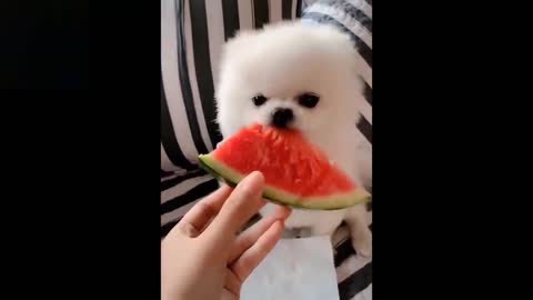 funny's cats compilation