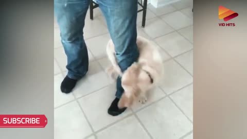 This cute animal 🐈 action makes you sick to your stomach//