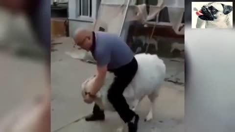 Funny Sheep You Will Die Laughing! Hilarious!