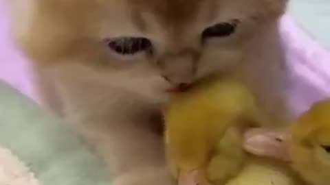 funny pet