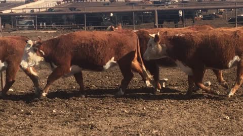 24- Spring Calving Hereford heifers.