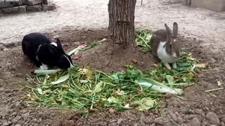 A pair of rabbits feeding