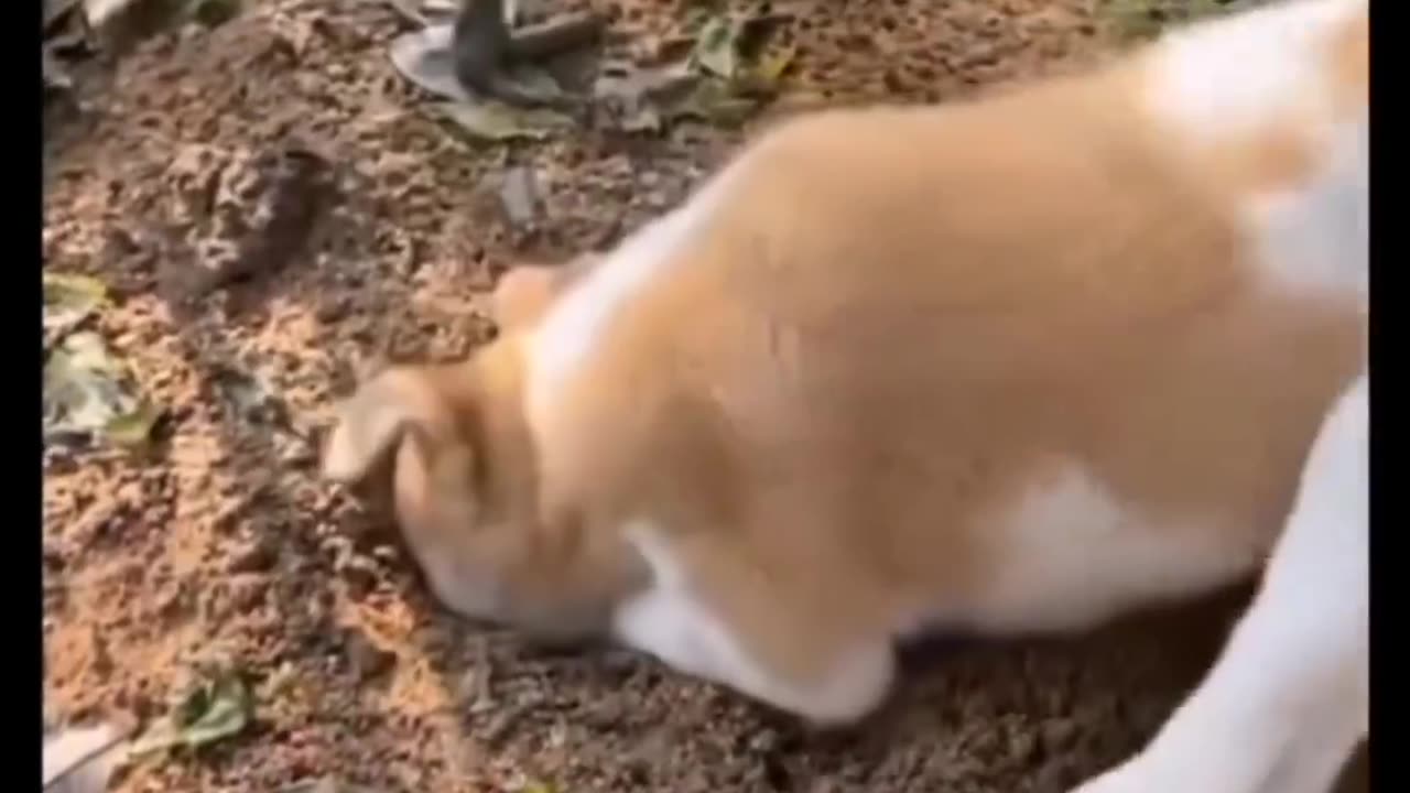 Angry dog