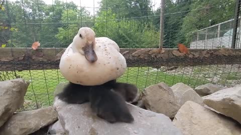 Beautiful White Mommy Duck with Her Ducklings