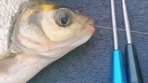 This is a beautiful and charming water-dwelling species