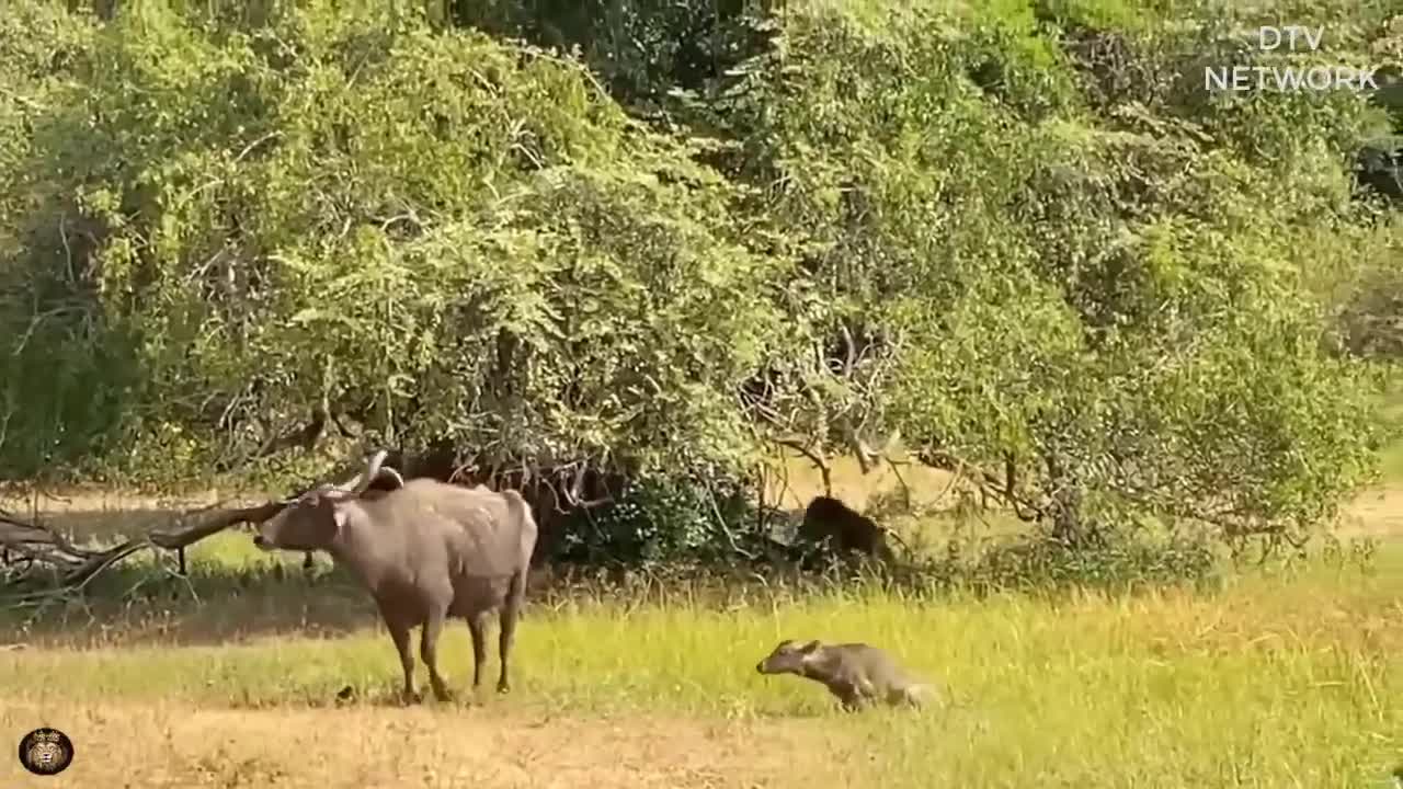 Attack Leopards To Rescue Warthog || Wild Animal