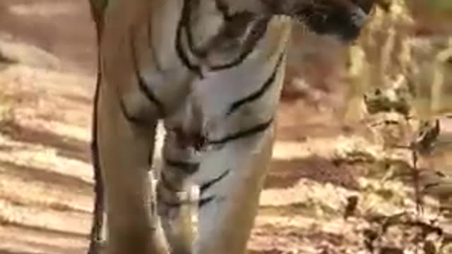 South Africa Forest Dangerous Tiger Hunting