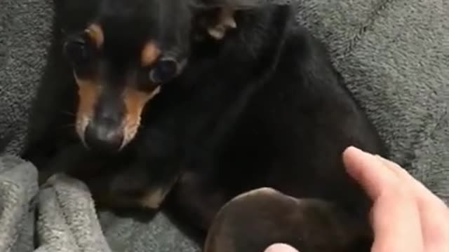 Pinscher barking is very funny