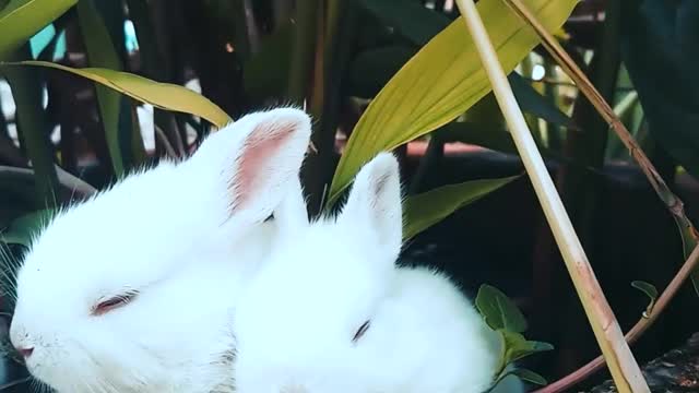 Funny and lovely little rabbits