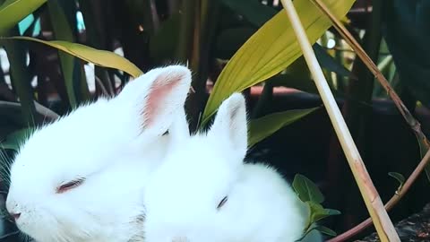 Funny and lovely little rabbits