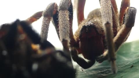 wild animal "spider armadeira salivating" brazilian fauna atlantic forest brazil