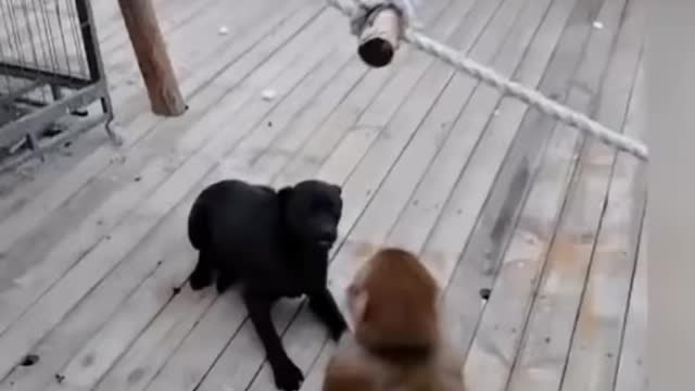 {#FUNNY_MONKEY} CUTE DOG AND MONKEY LOVLY FUNNY VIDEO ! MONKEY FUNNY VIDEO ! #MONKEY #SHORTS #DOGS