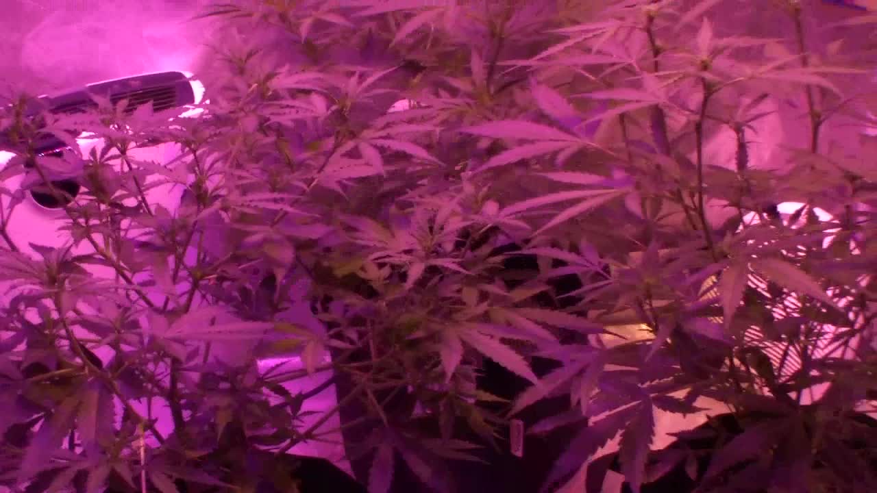 Batch #7 of daddies growth journal