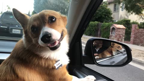 Corgis go for a ride