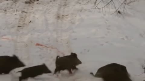 Wild boar Attack the Hunters