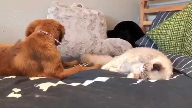 Ollie the Golden Retriever and Thea the Cat play together