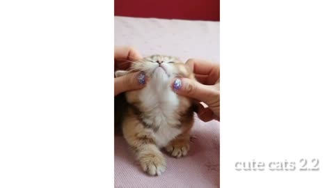 Cute pets club| cute pets animal