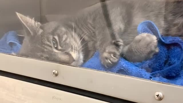 She was so happy to see me when I visited the kitty ICU. I miss her so much, she works so hard
