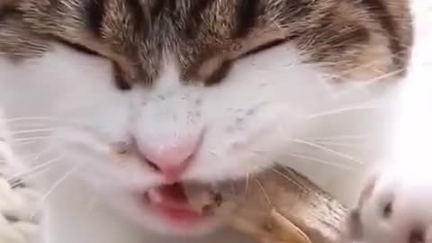 NEW CAT FUNNY VIDEO 2021 I FUNNY VIDEO CAT I FUNNY VIDEO 2021 I FUNNY CAT VIDEO